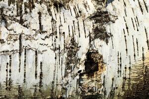 the bark of old birch tree texture photo