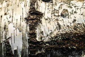 the bark of old birch tree texture photo