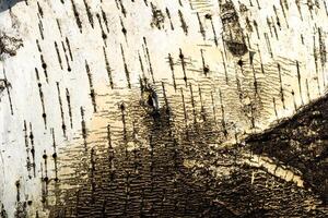 the bark of old birch tree texture photo