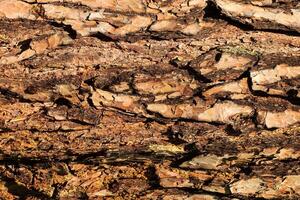 the bark of old pine tree texture photo