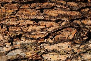 the bark of old pine tree texture photo