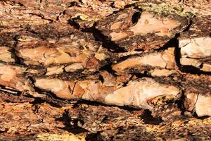 the bark of old pine tree texture photo