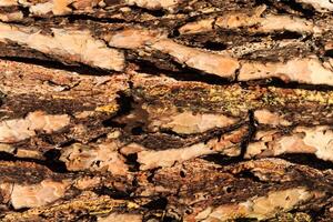 the bark of old pine tree texture photo