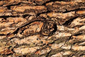 the bark of old pine tree texture photo