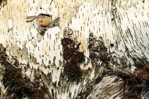 the bark of old birch tree texture photo