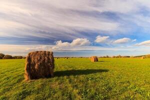 field with haystacks at sunset in early autumn photo