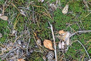 texture of fallen cones and moss photo
