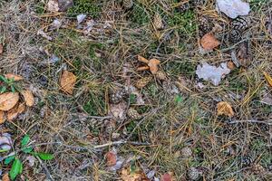 texture of fallen cones and moss photo