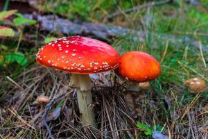 red amanita in the autumn forest on a cloudy day photo