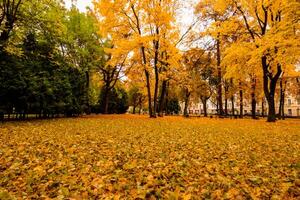 Leaf fall in the park in autumn with maples. photo