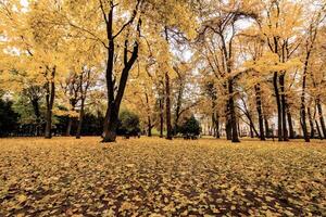 Leaf fall in the park in autumn with maples. photo