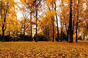 Leaf fall in the park in autumn with maples. photo
