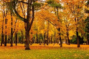 Leaf fall in the park in autumn with maples. photo