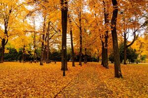 Leaf fall in the park in autumn with maples. photo