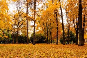 Leaf fall in the park in autumn with maples. photo