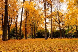 Leaf fall in the park in autumn with maples. photo