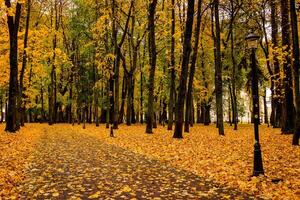 Leaf fall in the park in autumn with maples. photo