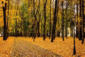 Leaf fall in the park in autumn with maples. photo