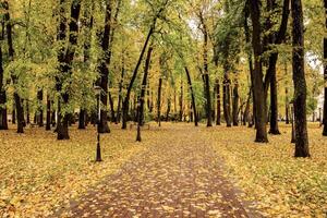Leaf fall in the park in autumn with maples. photo