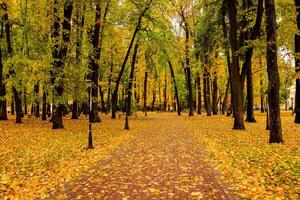 Leaf fall in the park in autumn with maples. photo
