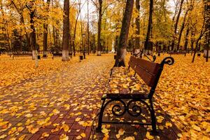 Leaf fall in the park in autumn with bench. photo