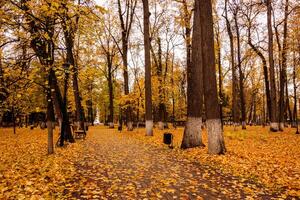 Leaf fall in the park in autumn with lindens. photo
