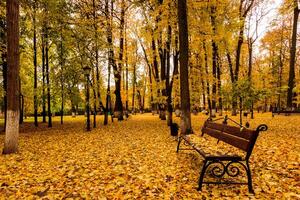 Leaf fall in the park in autumn with bench. photo
