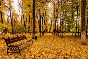 Leaf fall in the park in autumn with bench. photo