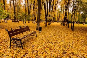 Leaf fall in the park in autumn with bench. photo