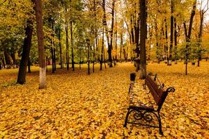 Leaf fall in the park in autumn with bench. photo