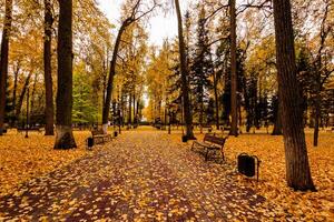 Leaf fall in the park in autumn with lindens. photo
