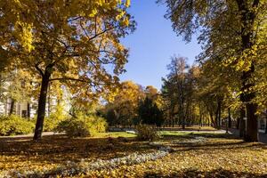 Leaf fall in the park in autumn with maples. photo