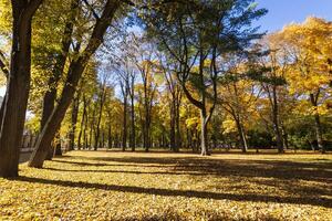 Leaf fall in the park in autumn with maples. photo