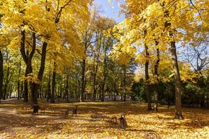 Leaf fall in the park in autumn with maples. photo