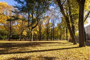 Leaf fall in the park in autumn with maples. photo