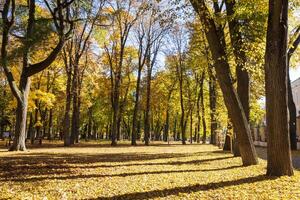 Leaf fall in the park in autumn with maples. photo