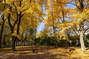 Leaf fall in the park in autumn with maples. photo
