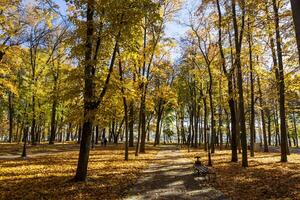 Leaf fall in the park in autumn with maples. photo