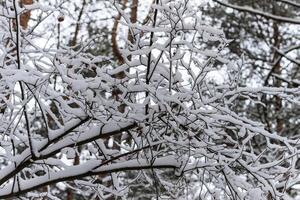 Winter branches of trees in hoarfrost on background snow and white sky photo