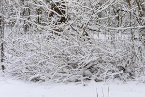 Winter branches of trees in hoarfrost on background snow and white sky photo