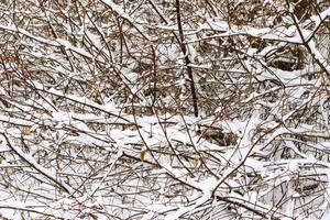 Branches covered with frost at winter season at pine forest. photo