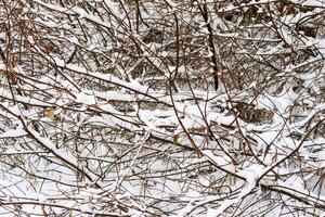 Branches covered with frost at winter season at pine forest. photo
