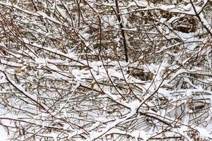 Branches covered with frost at winter season at pine forest. photo