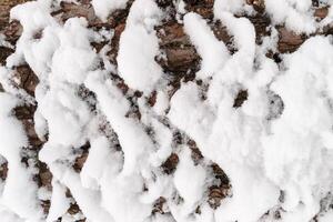 Bark of pine tree covered with snow texture. photo