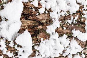 Bark of pine tree covered with snow texture. photo