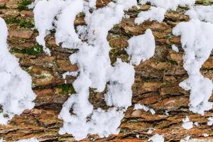 Bark of pine tree covered with snow texture. photo