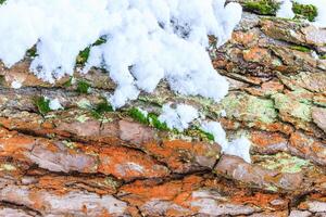 Bark of pine tree covered with snow texture. photo