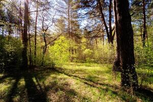 Sushine at spring pine forest with trees and grass. photo