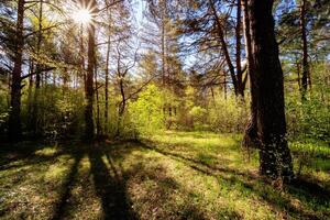 Sushine at spring pine forest with trees and grass. photo