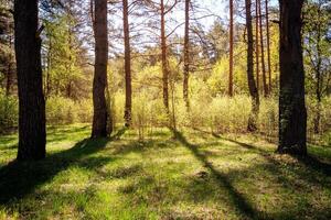 Sushine at spring pine forest with trees and grass. photo